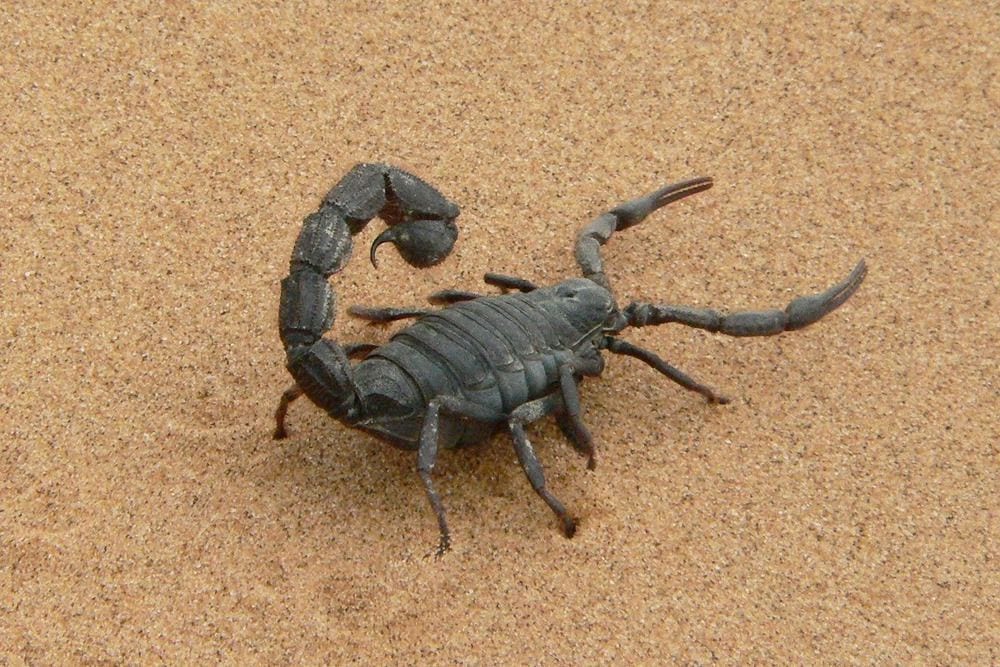 scorpion in desert