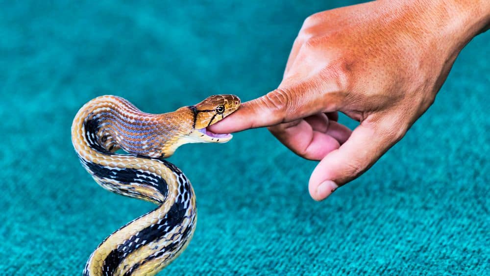 snake biting finger