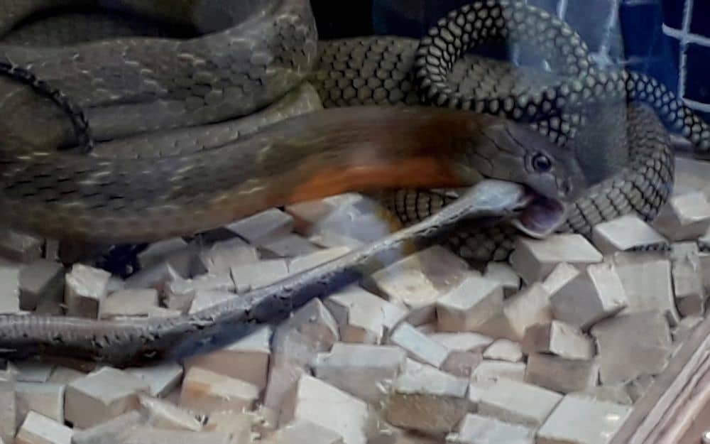 snake eating other snake