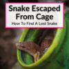 Snake Escaped From Cage