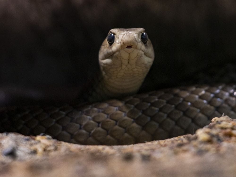 snake focusing on prey