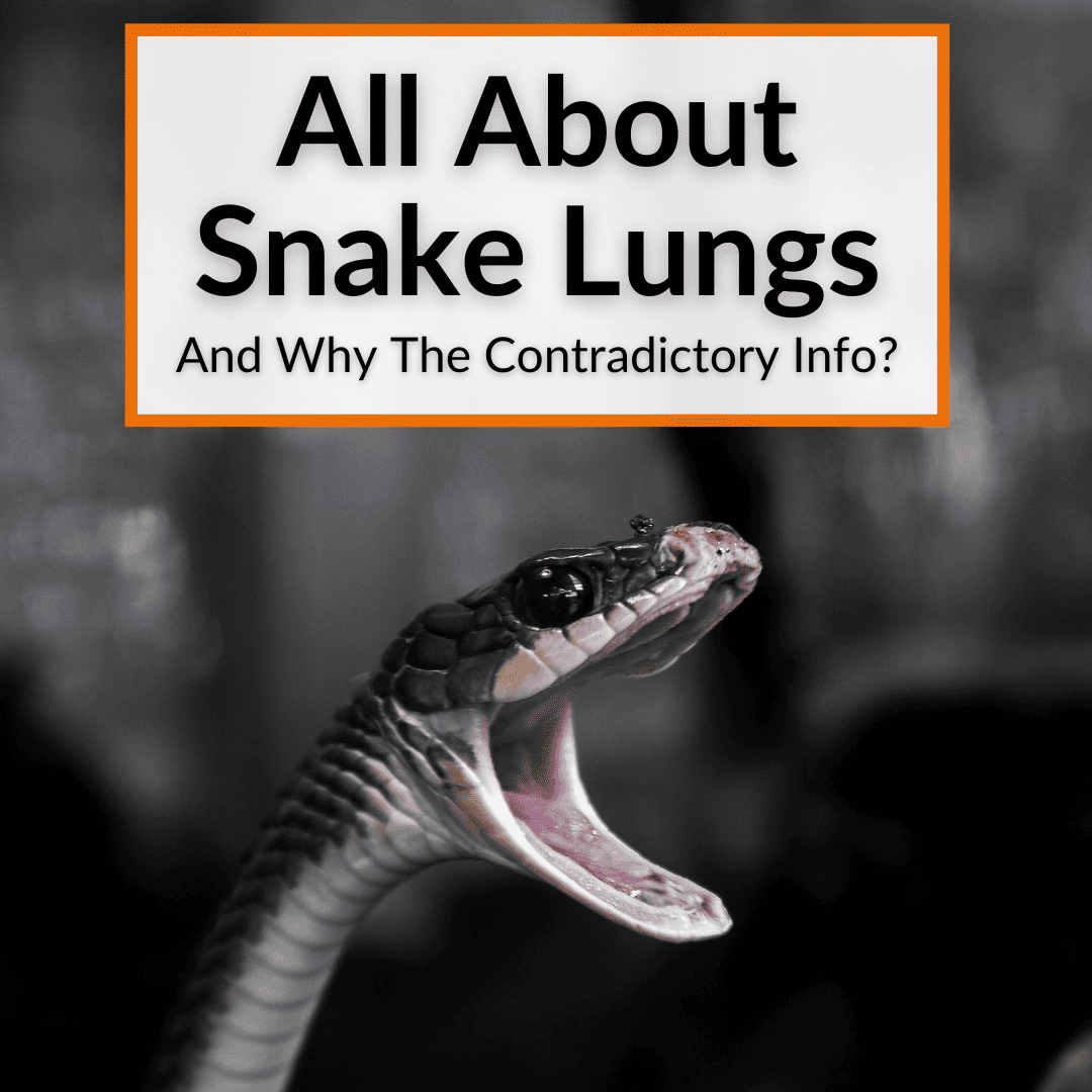 Snake Lungs