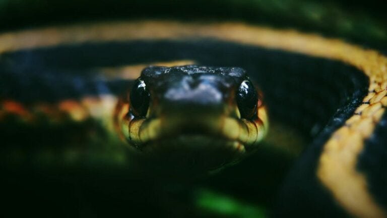 What Does It Mean When A Snake Stares At You? (5 Surprising Reasons)