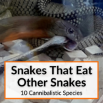 Snakes That Eat Other Snakes