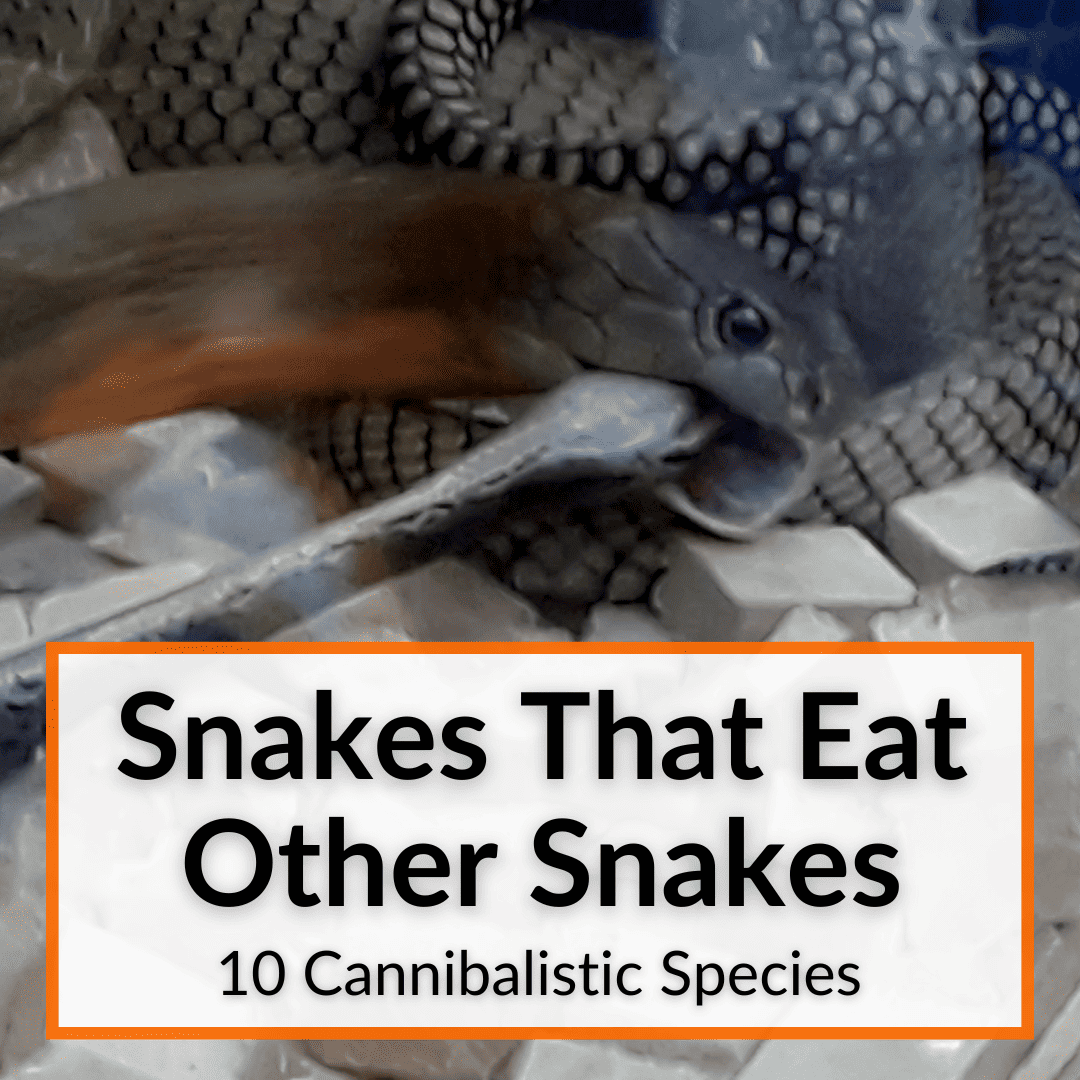 Snakes That Eat Other Snakes