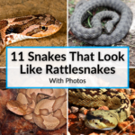 Snakes That Look Like Rattlesnakes