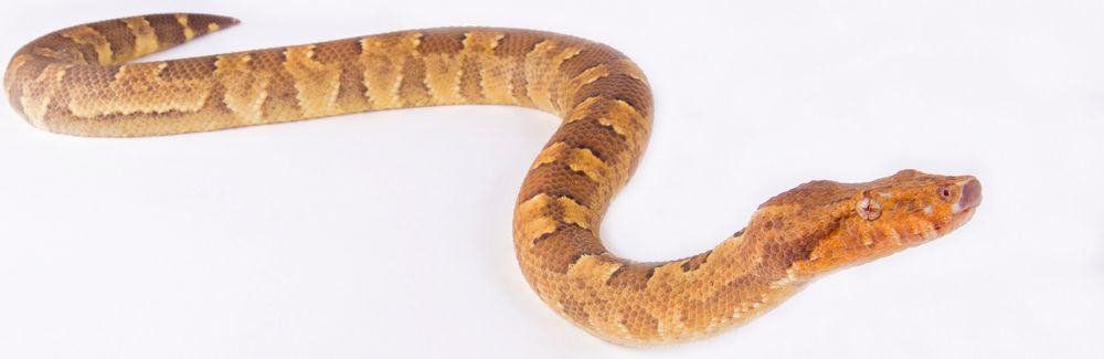 viper boa