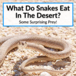 What Do Snakes Eat In The Desert