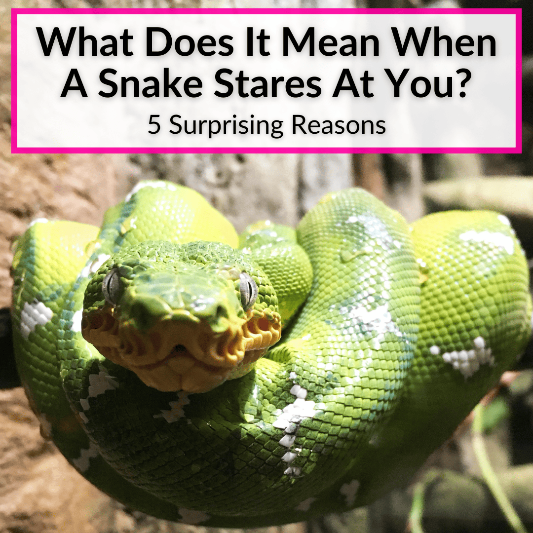 What Does It Mean When A Snake Stares At You