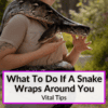 What To Do If A Snake Wraps Around You