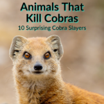 Animals That Kill Cobras