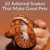 Arboreal Snakes