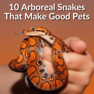 Arboreal Snakes