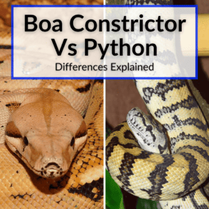 Boa Constrictor Vs Python