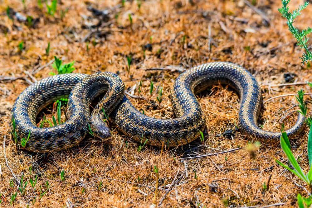 dione steppe rat snake