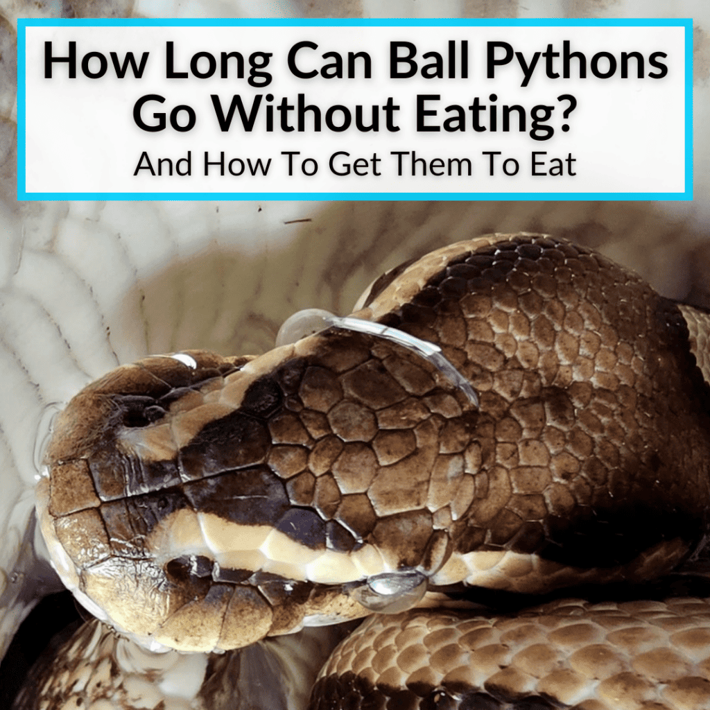 How Long Can Ball Pythons Go Without Eating? (And How To Get Them To Eat)