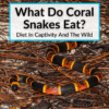 What Do Coral Snakes Eat