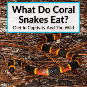 What Do Coral Snakes Eat? (Diet In Captivity And The Wild) - Frozen-Thawed Snake Diet Rsd Coral