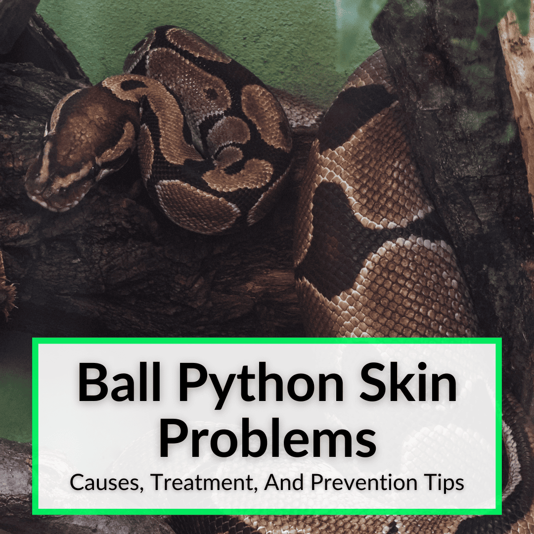 Ball Python Skin Problems