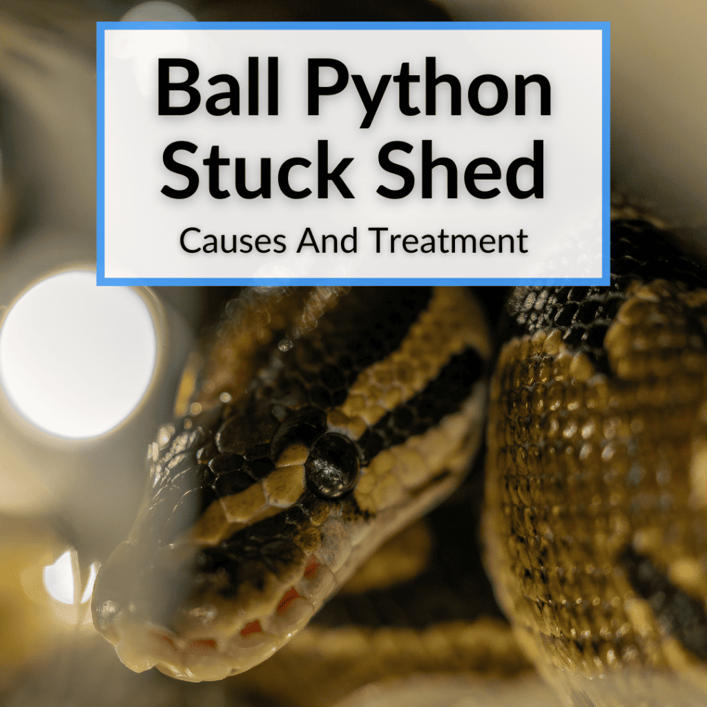 Ball Python Stuck Shed (Causes And Treatment)