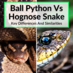 Ball Python Vs Hognose
