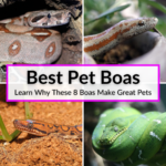 Best Pet Boas