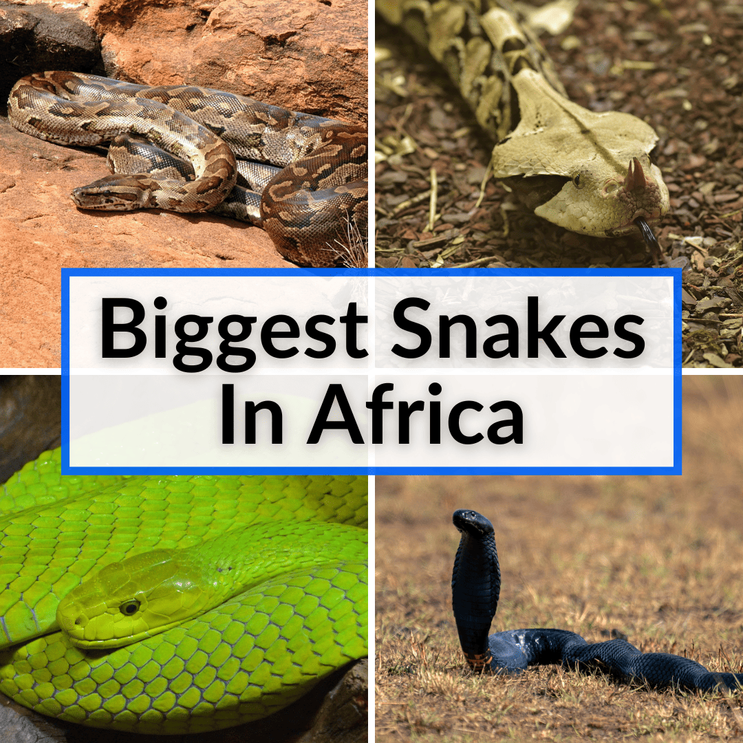 Biggest Snakes In Africa