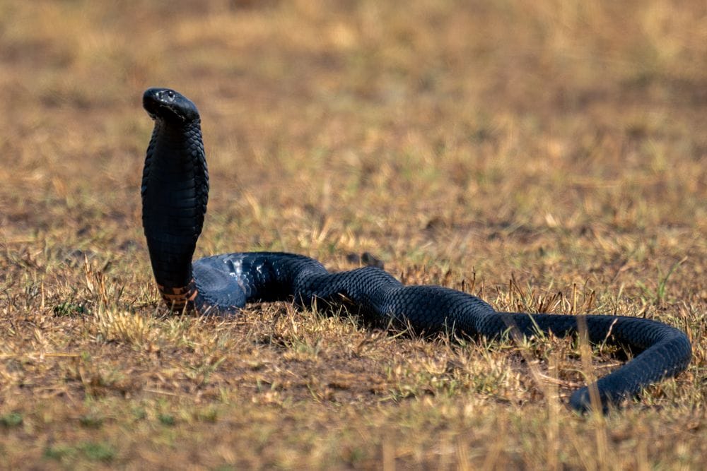 black necked spitting cobra