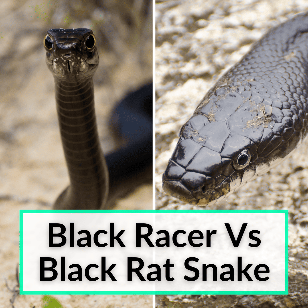 Black Racer Vs Black Rat Snake