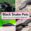 Black Snake Pets