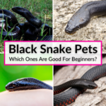 Black Snake Pets