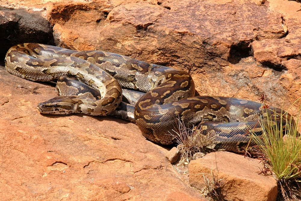 southern african rock python