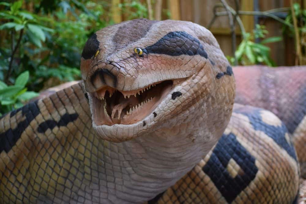 Titanoboa model