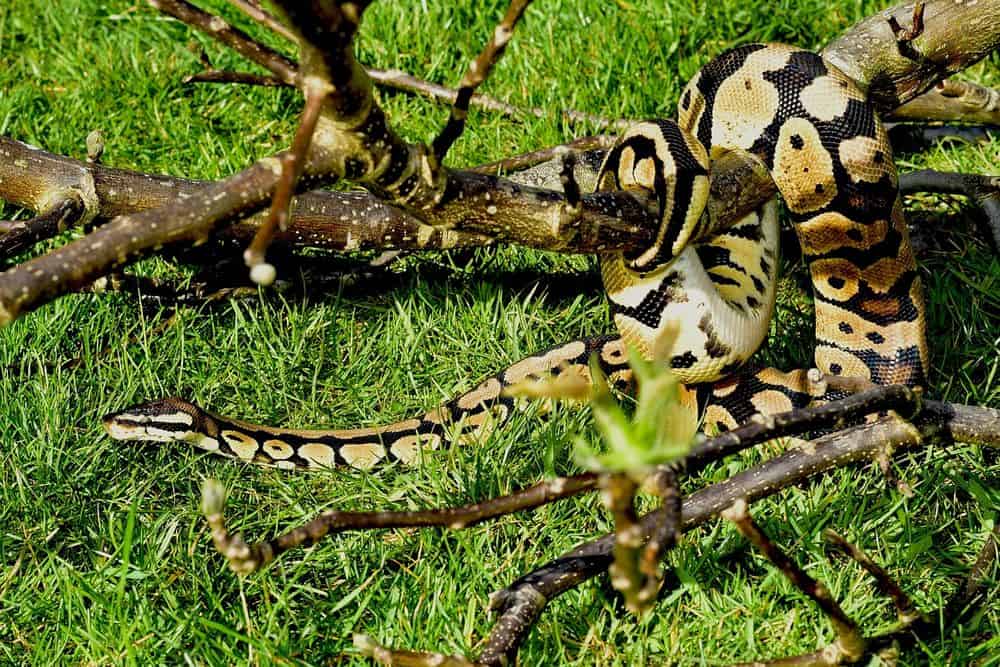 ball python on fallen branch