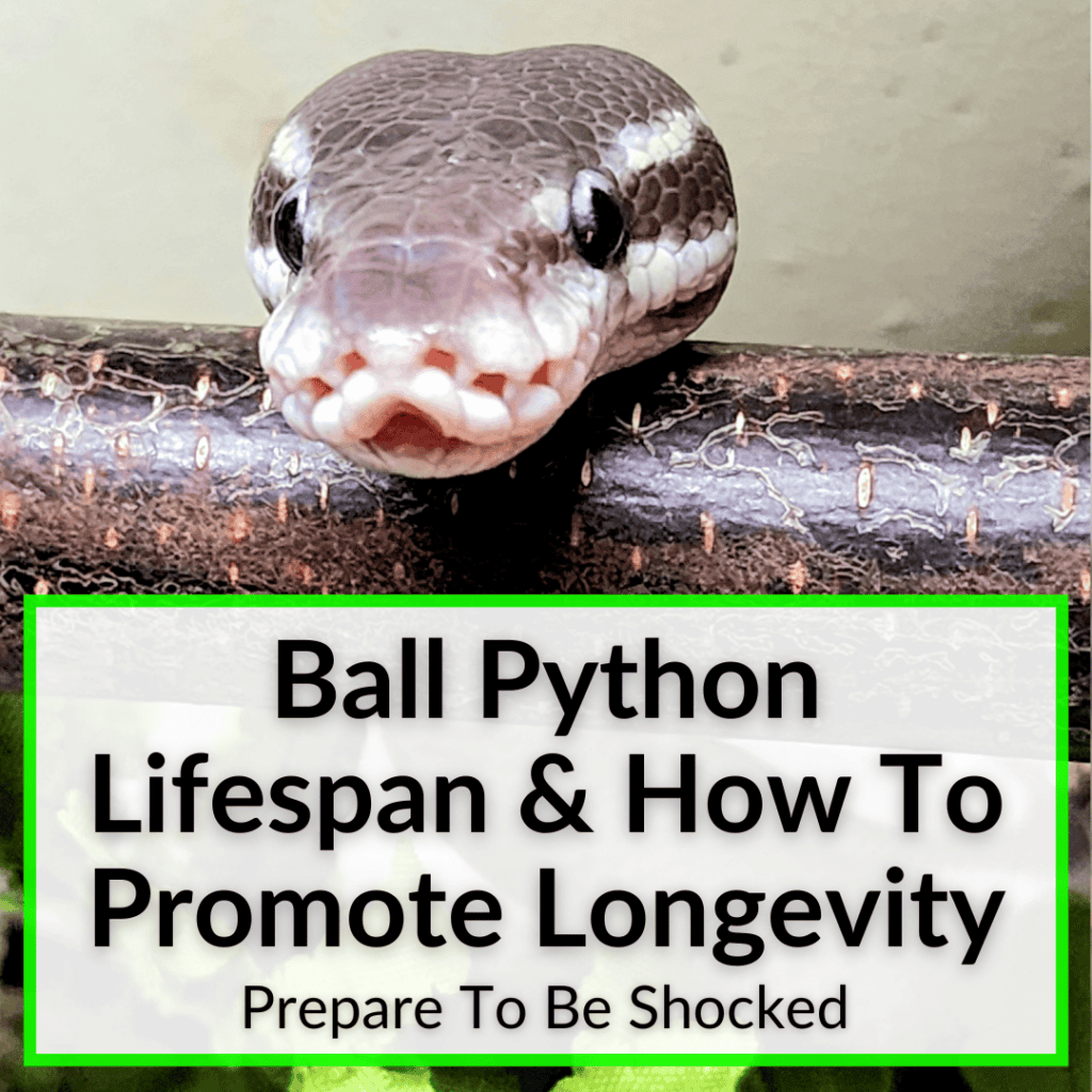 Ball Python Lifespan & How To Promote Longevity (Prepare To Be Shocked)