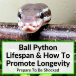 Ball Python Lifespan