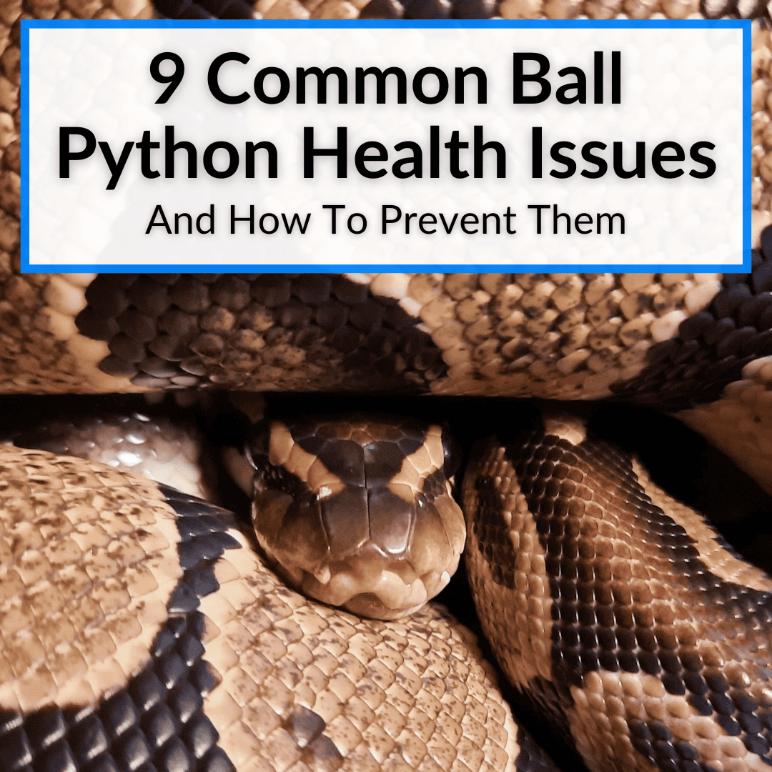 Common Ball Python Health Issues