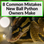 Common Mistakes New Ball Python Owners Make