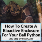 How To Create A Bioactive Enclosure For Your Ball Python