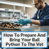 How To Prepare And Bring Your Ball Python To The Vet