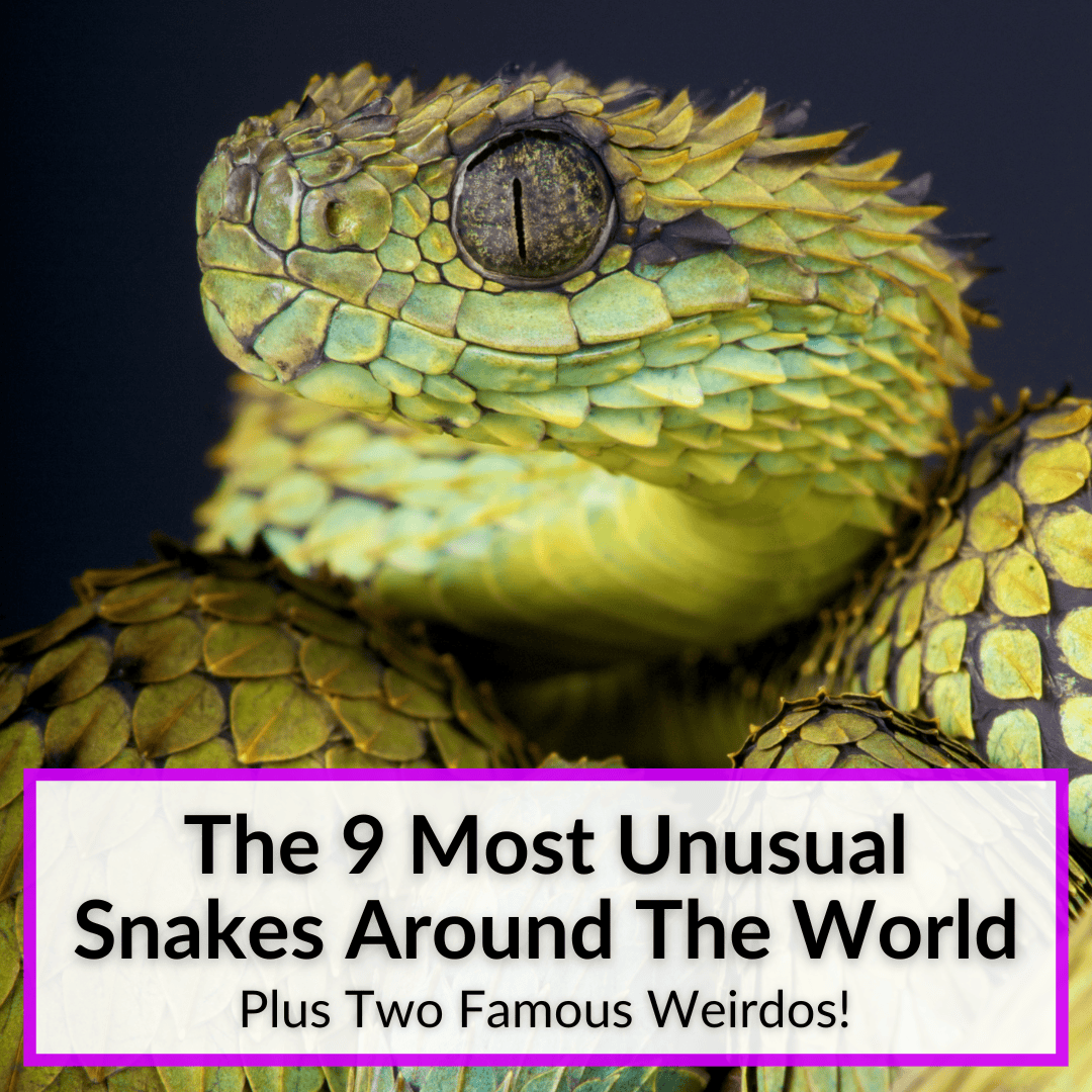 Most Unusual Snakes Around The World