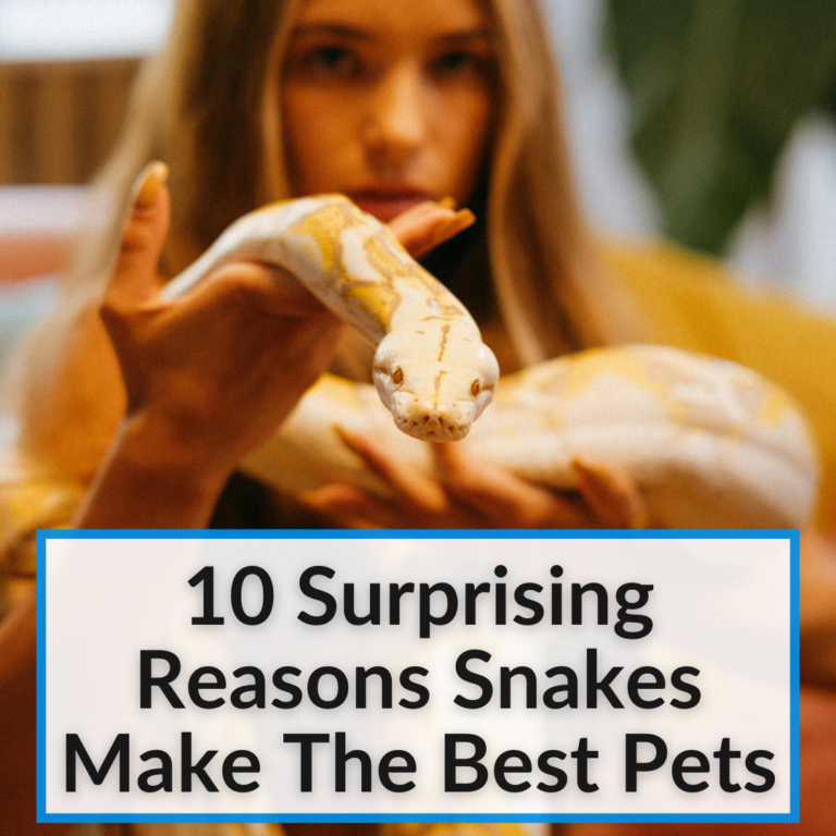 10 Surprising Reasons Snakes Make The Best Pets