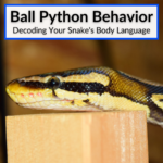 Ball Python Behavior: Decoding Your Snake's Body Language