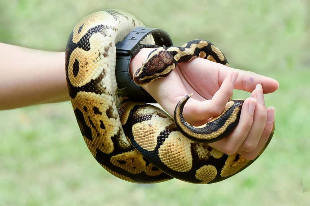 ball python wrapped around arm