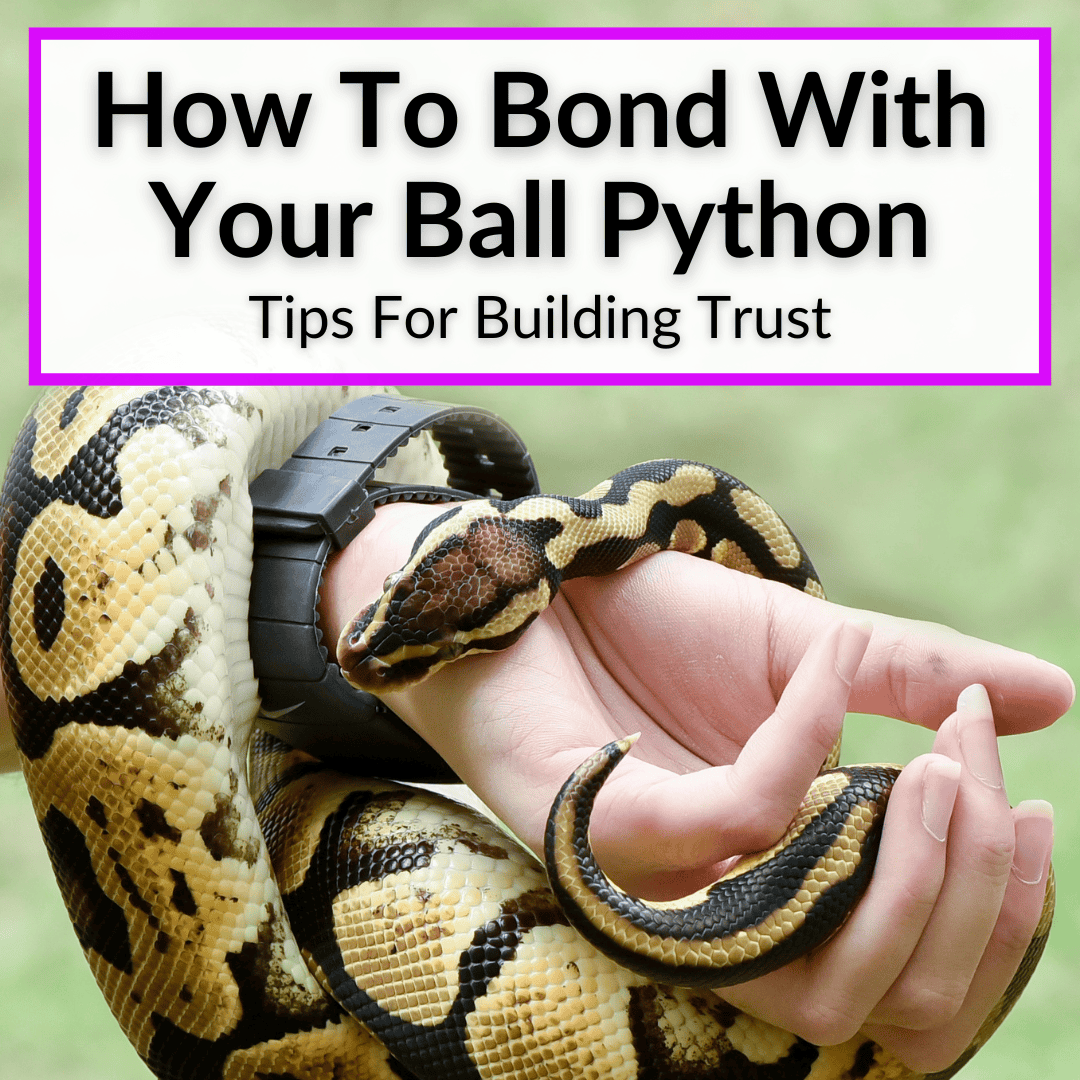 How To Bond With Your Ball Python