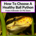 How To Choose A Healthy Ball Python