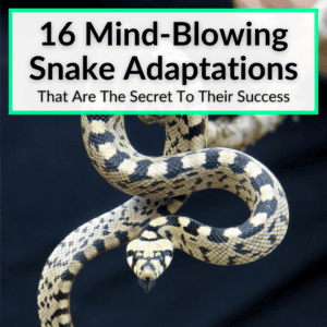 Snake Adaptations