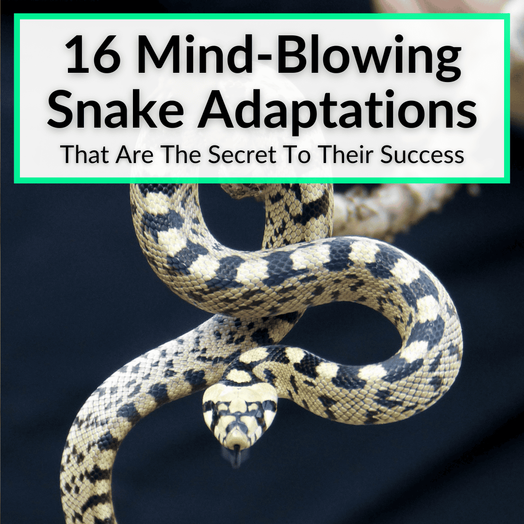 16 Mind-Blowing Snake Adaptations (That Are The Secret To Their Success)
