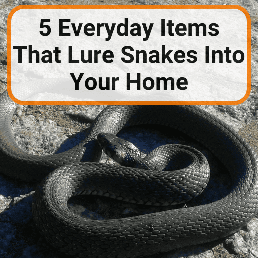 10 Surprising Reasons Snakes Make The Best Pets