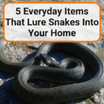 Everyday Items That Lure Snakes Into Your Home